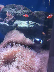 新江ノ島水族館に投稿された画像(2026/7/27)