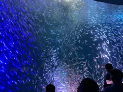 名古屋港水族館に投稿された画像(2026/7/27)