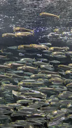 サンシャイン水族館に投稿された画像(2026/7/27)