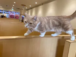 Moff animal cafe イオンモール成田店に投稿された画像(2026/7/27)