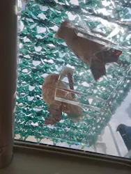 サンシャイン水族館に投稿された画像(2026/7/27)