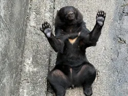 奥飛騨クマ牧場に投稿された画像(2026/7/27)