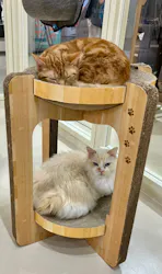 Cat Café MOFF つかしん店に投稿された画像(2026/7/28)