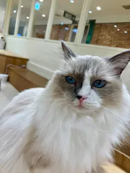 Cat Café MOFF つかしん店に投稿された画像(2026/7/28)