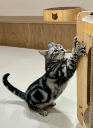 Cat Café MOFF つかしん店に投稿された画像(2026/7/28)