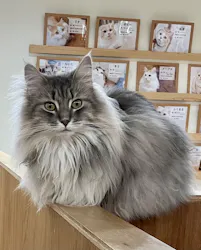 Cat Café MOFF つかしん店に投稿された画像(2026/7/28)