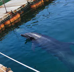 うみたま体験パーク 「つくみイルカ島」に投稿された画像(2026/7/29)