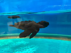 名古屋港水族館に投稿された画像(2026/7/29)