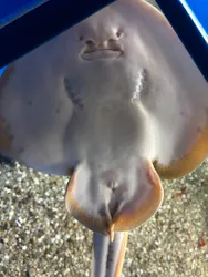 名古屋港水族館に投稿された画像(2026/7/29)