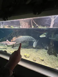 世界淡水魚園水族館 アクア・トトぎふに投稿された画像(2026/7/29)