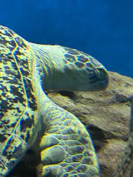 名古屋港水族館に投稿された画像(2026/7/29)