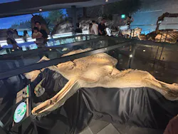 福井県立恐竜博物館に投稿された画像(2026/7/30)