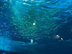しながわ水族館に投稿された画像(2026/7/30)