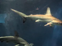 アクアワールド茨城県大洗水族館に投稿された画像(2026/7/30)