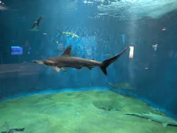アクアワールド茨城県大洗水族館に投稿された画像(2026/7/30)