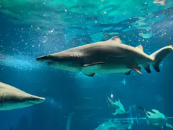 アクアワールド茨城県大洗水族館に投稿された画像(2026/7/30)