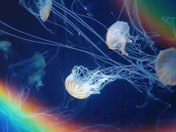 サンシャイン水族館に投稿された画像(2026/7/30)