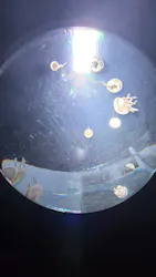 サンシャイン水族館に投稿された画像(2026/7/30)