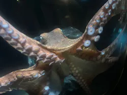 サンシャイン水族館に投稿された画像(2026/7/30)