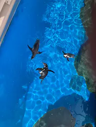 アクアワールド茨城県大洗水族館に投稿された画像(2026/7/30)