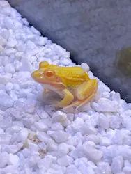 世界淡水魚園水族館 アクア・トトぎふに投稿された画像(2026/7/31)