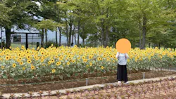 牧歌の里に投稿された画像(2026/7/31)