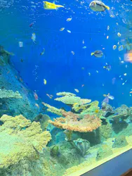 しながわ水族館に投稿された画像(2026/7/31)