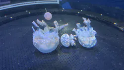 新江ノ島水族館に投稿された画像(2026/7/31)
