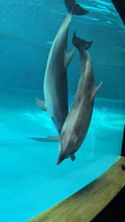 アクアワールド茨城県大洗水族館に投稿された画像(2026/8/1)