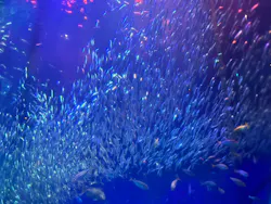 アクアワールド茨城県大洗水族館に投稿された画像(2026/8/1)