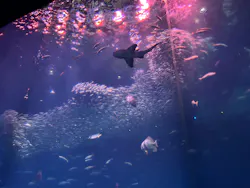 アクアワールド茨城県大洗水族館に投稿された画像(2026/8/1)