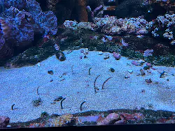 サンシャイン水族館に投稿された画像(2026/8/1)