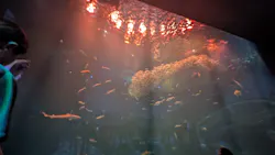 アクアワールド茨城県大洗水族館に投稿された画像(2026/8/1)