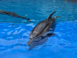 大分マリーンパレス水族館 「うみたまご」に投稿された画像(2026/8/1)