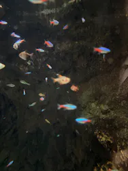 大分マリーンパレス水族館 「うみたまご」に投稿された画像(2026/8/1)