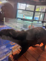 ゼロ距離水族館 伊勢シーパラダイスに投稿された画像(2026/8/1)