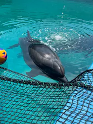 ゼロ距離水族館 伊勢シーパラダイスに投稿された画像(2026/8/1)