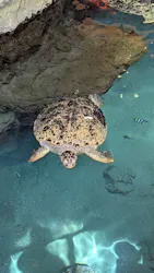 名古屋港水族館に投稿された画像(2026/8/1)