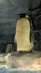名古屋港水族館に投稿された画像(2026/8/1)