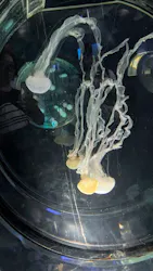 名古屋港水族館に投稿された画像(2026/8/1)