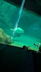 名古屋港水族館に投稿された画像(2026/8/1)
