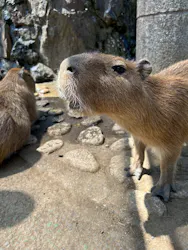 伊豆シャボテン動物公園に投稿された画像(2026/8/1)