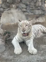 東武動物公園に投稿された画像(2026/8/1)