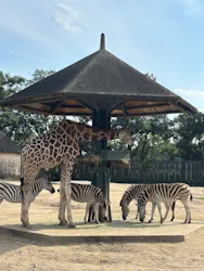 東武動物公園に投稿された画像(2026/8/1)