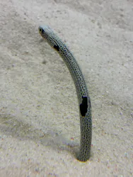 アクアワールド茨城県大洗水族館に投稿された画像(2026/8/1)