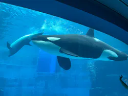 名古屋港水族館に投稿された画像(2026/8/1)