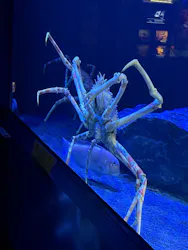 サンシャイン水族館に投稿された画像(2026/8/1)