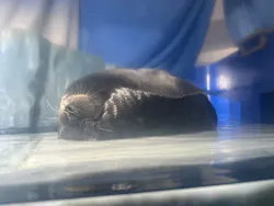 サンシャイン水族館に投稿された画像(2026/8/1)