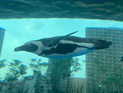 サンシャイン水族館に投稿された画像(2026/8/1)