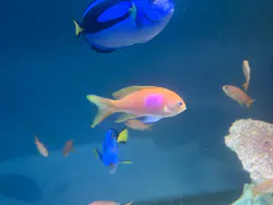 サンシャイン水族館に投稿された画像(2026/8/1)